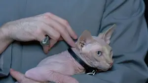 Backdrop to the movie "Austin Powers: International Man of Mystery" #723277