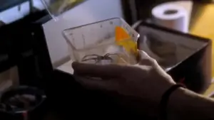 Backdrop to the movie "Infested" #190659