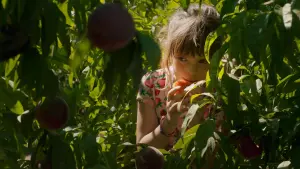 Backdrop to the movie "Alcarràs" #383955