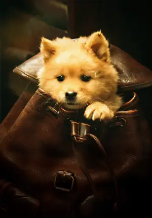 Poster to the movie "Hachiko" #756948