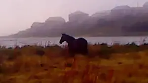 Backdrop to the movie "Dry Leaf" #770900