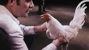 Backdrop to the movie "Supercock" #694175