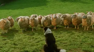 Backdrop to the movie "Babe" #719886