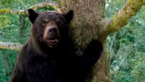 Backdrop to the movie "Cocaine Bear" #302310