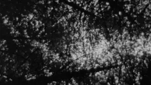 Backdrop to the movie "The Blair Witch Project" #697472