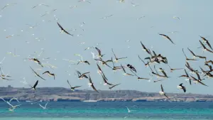 Backdrop to the movie "Horizon Saudi Arabia" #793422