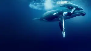 Backdrop to the movie "Ocean with David Attenborough" #617827