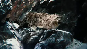 Backdrop to the movie "The Secret Life of Walter Mitty" #637315