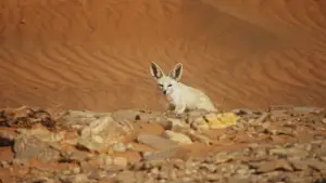 Backdrop to the movie "Horizon Saudi Arabia" #793425