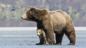 Backdrop to the movie "Bears" #471328