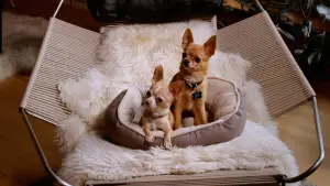 Backdrop to the movie "AJ Goes to the Dog Park" #543615