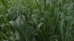 Backdrop to the movie "Para atrapar el viento" #539085