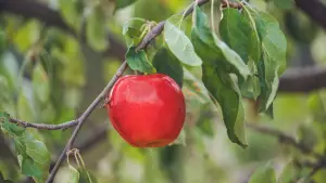 Backdrop to the movie "Čarovné jablko" #698456
