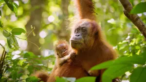Backdrop to the movie "Secret Lives of Orangutans" #943676