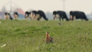 Backdrop to the movie "Vogels kun je niet melken" #312200