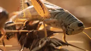 Backdrop to the movie "Days of Heaven" #716412