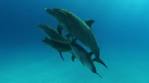 Backdrop to the movie "The Cove" #667372