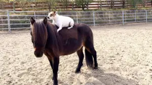 Backdrop to the movie "Adventures of Dally and Spanky" #798938