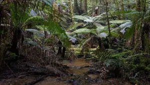 Backdrop to the movie "Force of Nature: The Dry 2" #430483