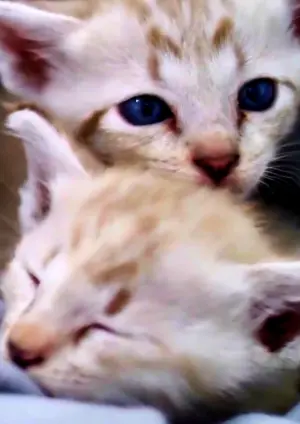 Poster to the movie "YouTube Trilogy" #503668