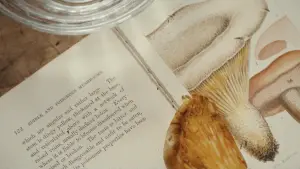 Backdrop to the movie "Phantom Thread" #671759