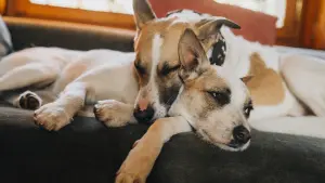 Backdrop to the movie "Gump – jsme dvojka" #412747