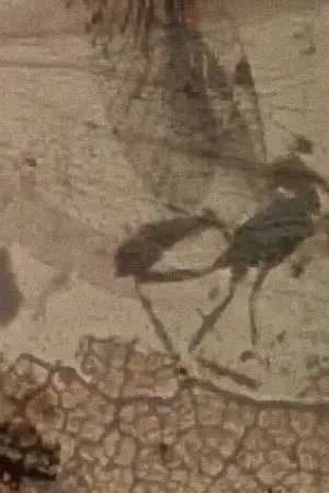 Poster to the movie "Mothlight" #703602