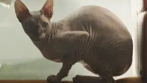 Backdrop to the movie "Perpetuity" #721605