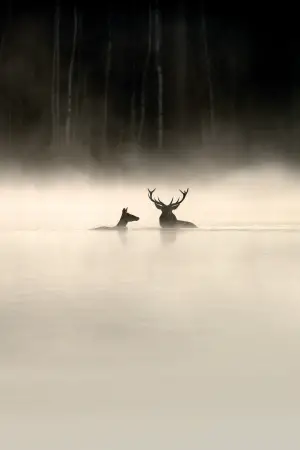 Poster to the movie "Whispers in the Woods" #534652