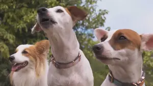 Backdrop to the movie "Darkdog Lockdown" #469166