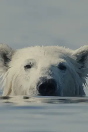 Poster to the movie "Nuisance Bear" #542670