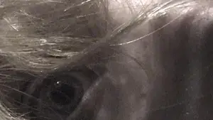 Backdrop to the movie "Castration Movie Anthology ii. The Best of Both Worlds" #637955