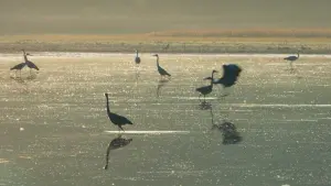 Backdrop to the movie "Heart of Oak" #198331