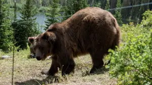 Backdrop to the movie "Grizzly Night" #516494