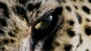 Backdrop to the movie "Horizon Saudi Arabia" #793478