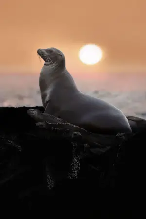 Poster to the movie "Sea Lions of the Galapagos" #719378