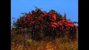 Backdrop to the movie "Sem TÍtulo #9: Nem Todas as Flores da Falta" #460446