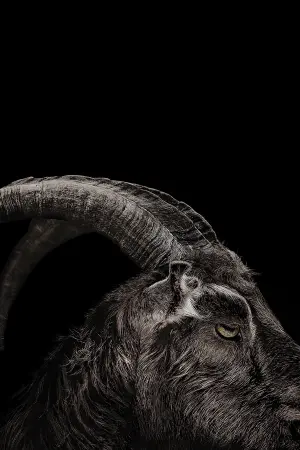 Poster to the movie "The Witch" #251884