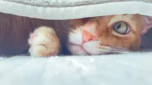 Backdrop to the movie "Mia Wallace Vol. III" #439727