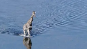 Backdrop to the movie "Earth" #384808