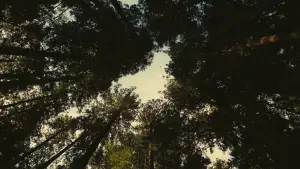 Backdrop to the movie "BC Project" #510304