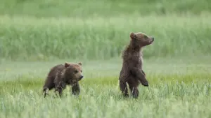 Backdrop to the movie "Bears" #471332