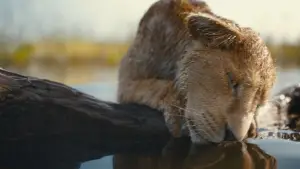 Backdrop to the movie "Mufasa: The Lion King" #557077