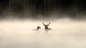 Backdrop to the movie "Whispers in the Woods" #534610