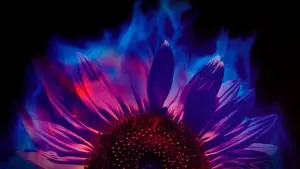 Backdrop to the movie "Fireworks" #202349