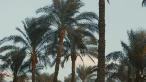 Backdrop to the movie "She Sings" #427323