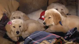 Backdrop to the movie "Snow Buddies" #426625