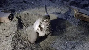 Backdrop to the movie "Tremors" #255650