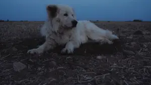 Backdrop to the movie "Crau" #777551