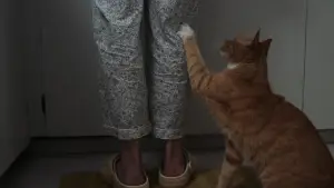 Backdrop to the movie "Showing Up" #811601